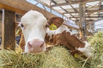 Cow eating hay in the barn, labels are attached to the ears, Haselstaller Hof, Gechingen, Black