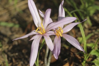 Meadow saffron (Colchicum autumnale) in full bloom, Allgäu, Bavaria, Germany, Allgäu, Bavaria,