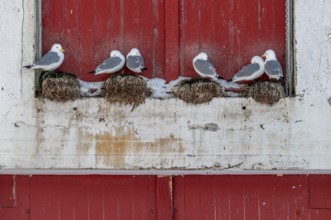 Seagulls in front of a red wooden wall, Å i Lofoten or Å for short, Lofoten, Northern Norway,