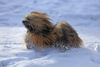 Lhasa Apso, Lhasa terrier, lion dog, Tibet, snow