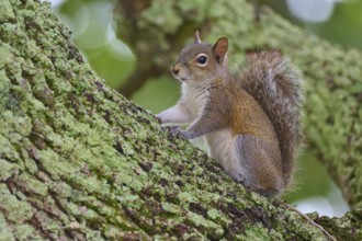 American grey squirrel (Sciurus carolinensis), sitting on a moss-covered tree trunk and looking