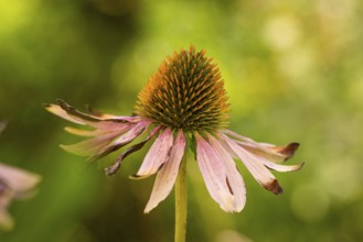 Close-up of a faded coneflower (Echinacea) with pink petals against a blurred green background