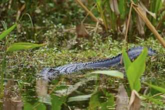 American alligator (Alligator mississippiensis), in the water, spring, Shark valley, Everglades