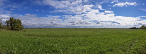 Green meadow under a sky full of white clouds and blue sky, Lake Neusiedl National Park,