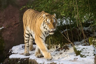 Siberian tiger (Panthera tigris altaica) walking in the snow in winter, captive, Germany, Europe