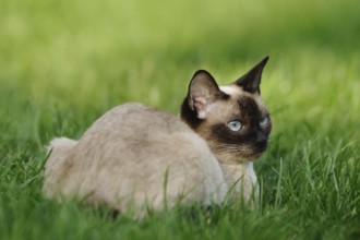 Siamese cat lies relaxed on a green meadow and looks curiously, domestic cat (Felis catus), Siamese