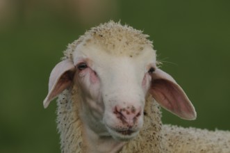 Close-up of a sheep with prominent ears in the green background, domestic sheep (Ovis orientalis