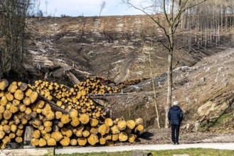 Cleared forest area north of the village of Öventrop, district of Arnsberg, dead spruce stands were