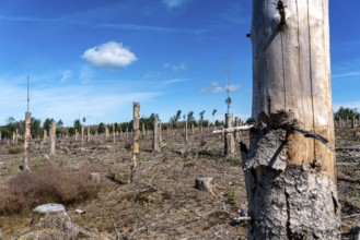 Cleared forest in the Eggegebirge, near Lichtenau, Paderborn district, site of a spruce forest that