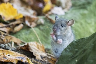 A juvenile Norway rat (Rattus norvegicus) stands attentively on two legs between autumn leaves