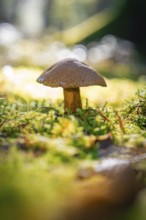 A single mushroom growing on a moss-covered forest floor in the soft light of the forest, Calw,