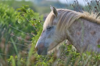 A white Camargue horse in profile in green nature, surrounded by grass and plants, conveys a