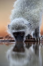 Vervet Monkey (Chlorocebus pygerythrus), adult, drinking, portrait, at the water, Kruger National