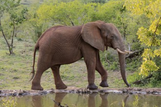 African elephant (Loxodonta africana), adult, male, bull, at the water, Kruger National Park,