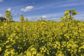 Rapeseed (Brassica napus), rapeseed field, flower, blooming, blue sky, cloud, Germany, Europe