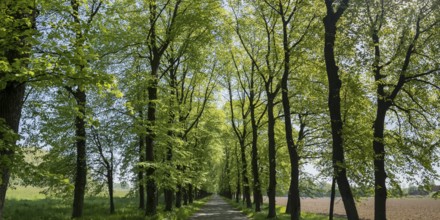 Tree avenue, trees, avenue, nature, cycle path, cycle track, recreation, climate, panorama,