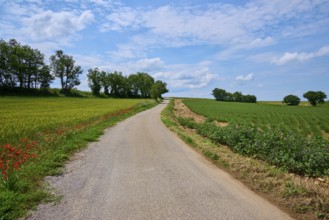 Country lane lined with green fields, trees and slightly overcast sky, summer, lValensole,