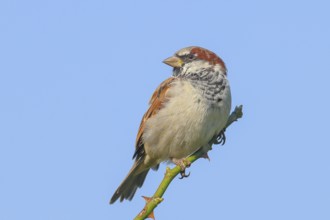 House Sparrow (Passer domesticus), male sitting on a thorny branch, blue background, wildlife,