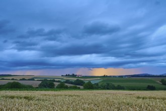 Wide wheat field (Triticum), in front of a hilly landscape under a cloudy sky at dusk, summer,