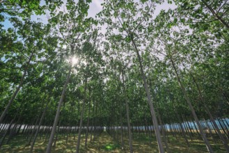 Tree plantation, reforestation, forestry, climate, climate change, ecology, Tuscany, Italy, Europe