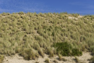 Heath landscape, dune landscape, hiking, excursion, nature, tourism, travel, blue sky, Kampen,