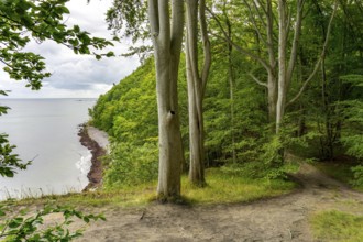 The Hochuferwanderweg from Baabe via Sellin to Binz, through dense beech forest, along the cliffs,