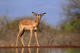 Black Heeler Antelope (Aepyceros melampus), young male, at the water, alert, Kruger National Park,