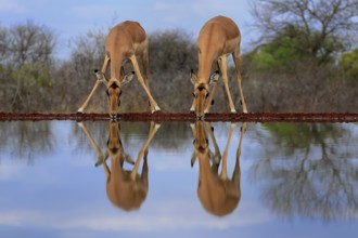 Black Heeler Antelope (Aepyceros melampus), adult, female, two, at the water, drinking, Kruger