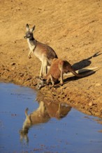 Red kangaroo (Macropus rufus), male, female, pair, drinking at water, waterhole, Sturt National