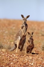 Red kangaroo (Macropus rufus), female with half-grown young, Sturt National Park, New South Wales,