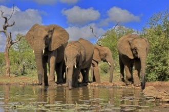 African elephant (Loxodonta africana), adult, juvenile, group with juveniles, at the water,