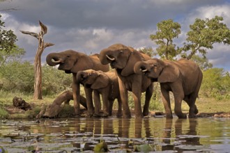 African elephant (Loxodonta africana), adult, juvenile, group, at the water, drinking, Kruger