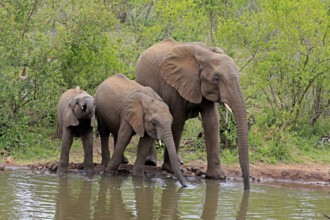 African elephant (Loxodonta africana), juvenile, mother, adult, female, mother with two juveniles,