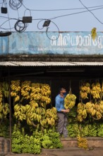 Electrical wiring, man hanging banana plants, bananas, banana trader, Alappuzha or Alleppy, Kerala,