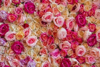 Texture of coloured flowers and roses as decoration, background, Valentine's Day, romantic, close