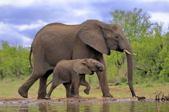 African elephant (Loxodonta africana), juvenile, mother, adult, female, mother with juvenile, at