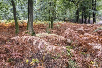 Bracken fern (Pteridium aquilinum), Emsland, Lower Saxony, Germany, Europe