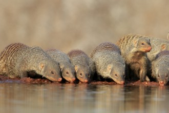 Zebra mongoose (Mungos mungo), adult, group, at the water, drinking, Kruger National Park, Kruger