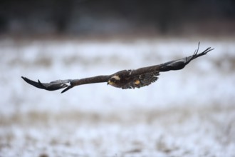 Steppe eagle (Aquila nipalensis), adult in the snow, flying, in winter, snow, Zdarske Vrchy,