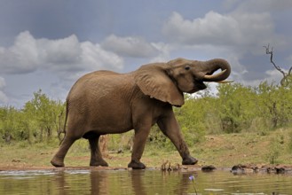 African elephant (Loxodonta africana), bull, male, at the water, drinking, Kruger National Park,