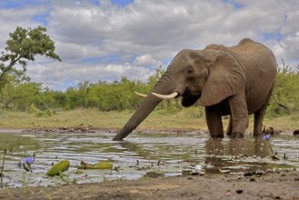 African elephant (Loxodonta africana), bull, male, at the water, drinking, Kruger National Park,