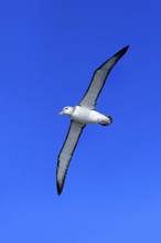 White-capped albatross (Thalassarche cauta), adult, flying, Cape of Good Hope, South Africa, Africa