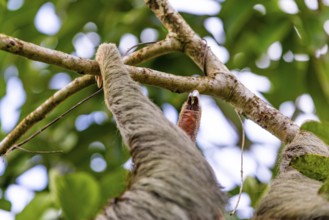 Finger, of the two-fingered sloth (Choloepus), Mammals (Mammalia), Osa Peninsula, Puentarenas,