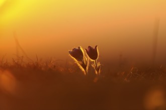 Flower silhouette in the sunset with warm light, Pasque flower (Pulsatilla vulgaris), Upper