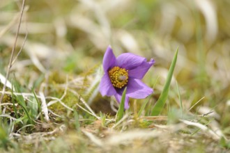 Close-up of a purple flower in a meadow in daylight, Pasque flower (Pulsatilla vulgaris), Upper