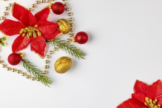 Red Christmas flowers next to fir branches and golden beads on a white background, copy room