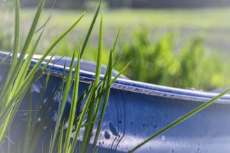 Small, cobalt blue boat, foreground high reed grass in green, background reeds and meadow blurred,