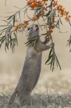 One European ground squirrel (Spermophilus citellus) or European souslik standing erected in dry