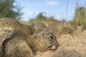 European ground squirrels (Spermophilus citellus) or European souslik sitting on sand with some