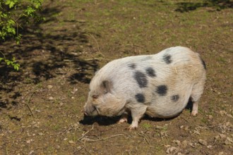 One Minipig, Sus scrofa domesticus, stands in a meadow, searching for food